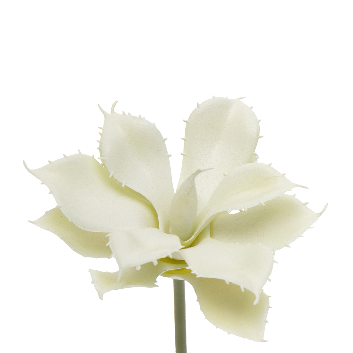 AGAVE BUTTERFLY CREAM 4IN X 6IN